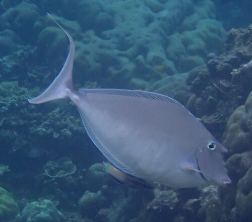 Humpback Unicornfish