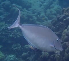Humpback Unicornfish photo 2
