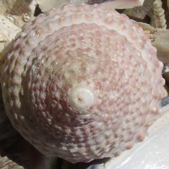 Coelotrochus viridis