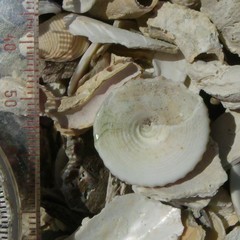 Coelotrochus viridis