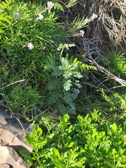 Senecio sylvaticus image