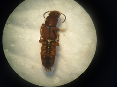 Platydracus vittatus