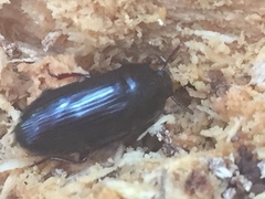 Uloma tenebrionoides