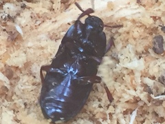 Uloma tenebrionoides