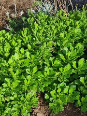 Argyranthemum pinnatifidum subsp. montanum image