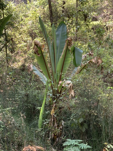 Musaceae image