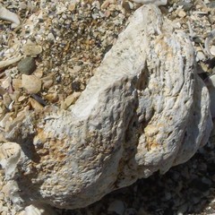 Astraea heliotropium