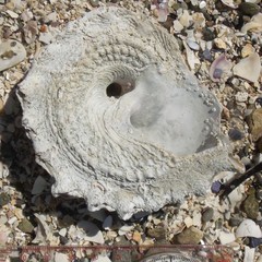 Astraea heliotropium