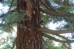 Sciurus carolinensis