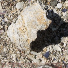 Astraea heliotropium