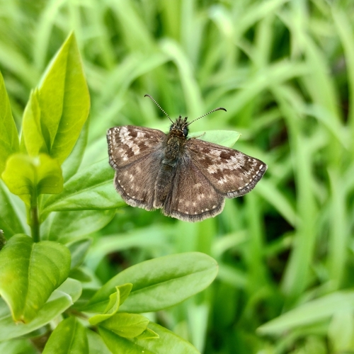 Dingy Skipper photo 6