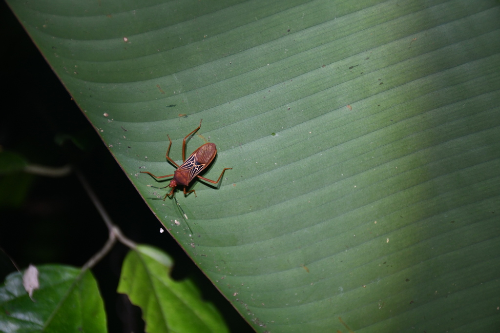 Leptoscelis centralis