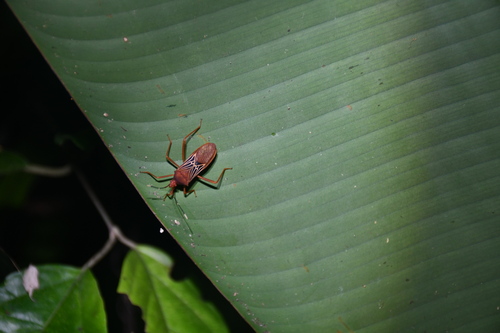 Leptoscelis centralis