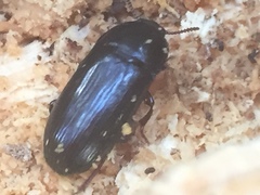 Uloma tenebrionoides