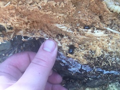 Uloma tenebrionoides