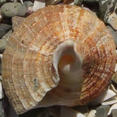 Austrofusus glans