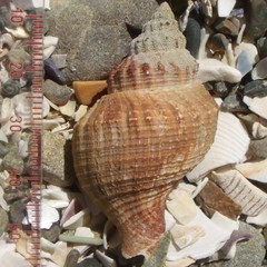 Austrofusus glans