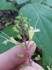 Collinsonia punctata