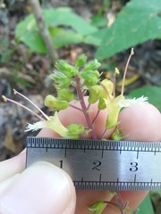 Collinsonia punctata