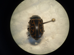 Calligrapha mexicana