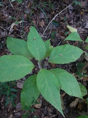 Collinsonia punctata