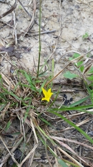 Hypoxis sessilis