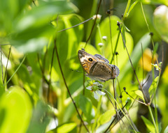 Junonia neildi varia