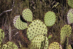 Opuntia oricola
