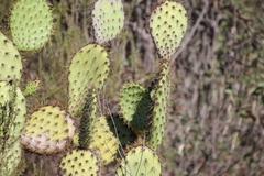 Opuntia oricola