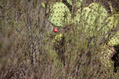 Opuntia oricola