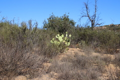 Opuntia oricola