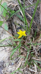 Hypoxis sessilis