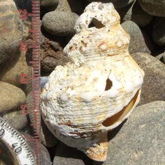 Austrofusus glans