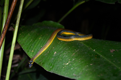 Erythrolamprus dorsocorallinus