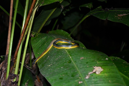 Erythrolamprus dorsocorallinus