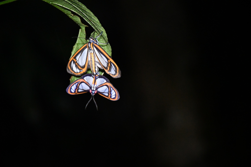 Hyalurga fenestra