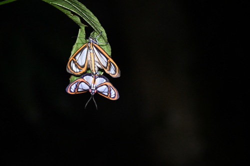Hyalurga fenestra