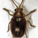 Eucolaspis - Photo (c) Stephen Thorpe, some rights reserved (CC BY-NC), uploaded by Stephen Thorpe