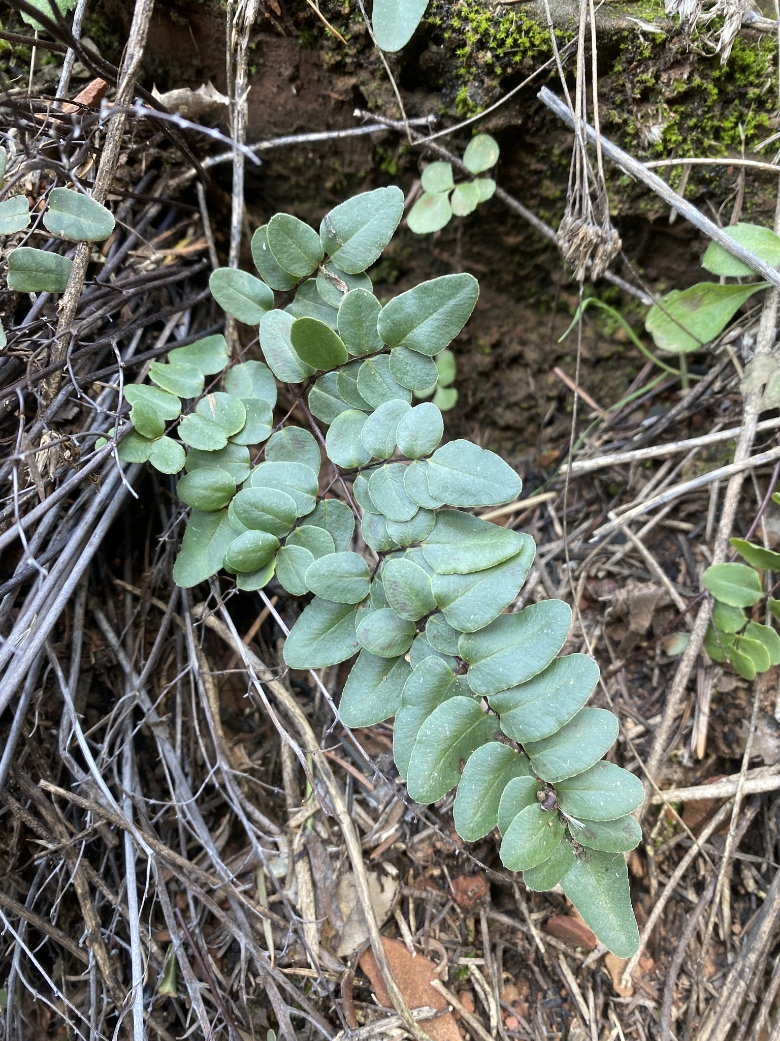 Pellaea lyngholmii