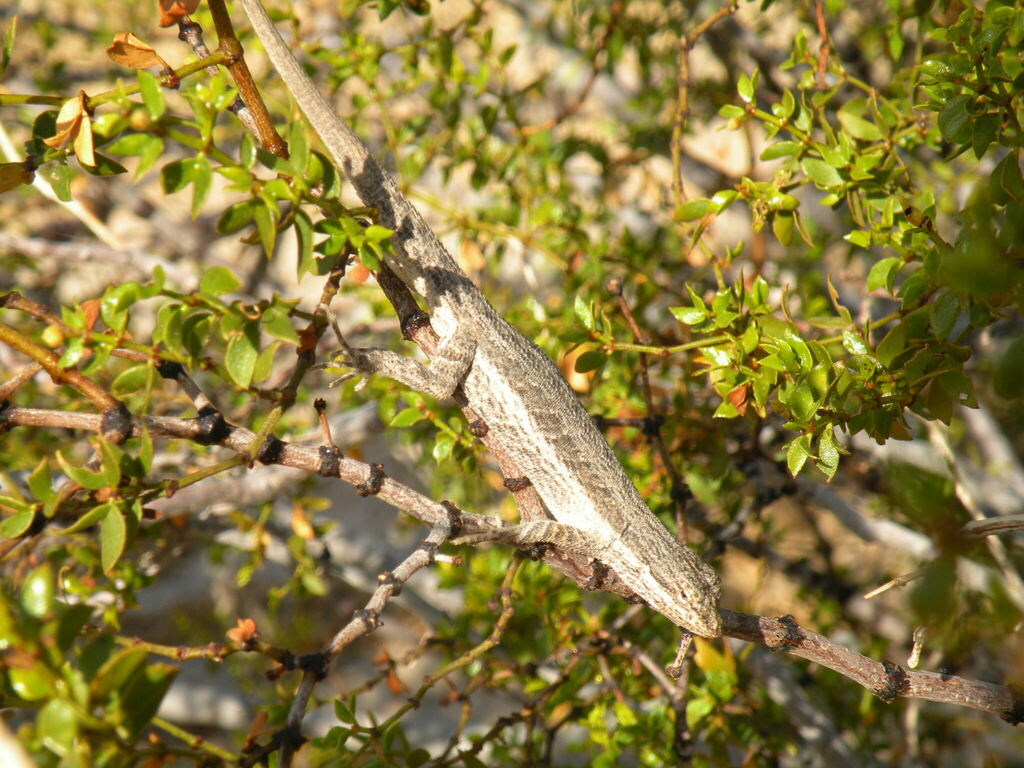 Long-Tailed Brush Lizard