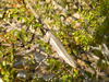 Long-tailed Brush Lizard - Photo (c) hleejones, some rights reserved (CC BY-NC), uploaded by hleejones