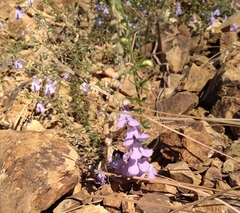 Sairocarpus vexillocalyculatus