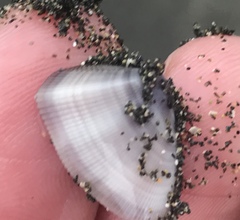 Donacidae