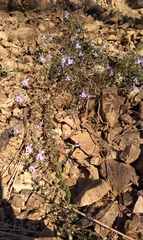 Sairocarpus vexillocalyculatus