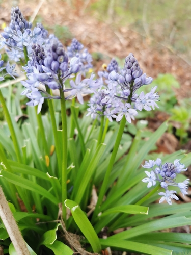Image of Hyacinthoides italica by (c) Tina Ellegaard Poulsen, some rights reserved (CC BY)