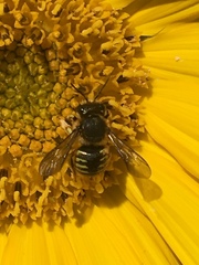 Anthidium
