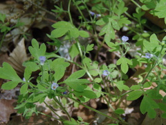 Phacelia covillei