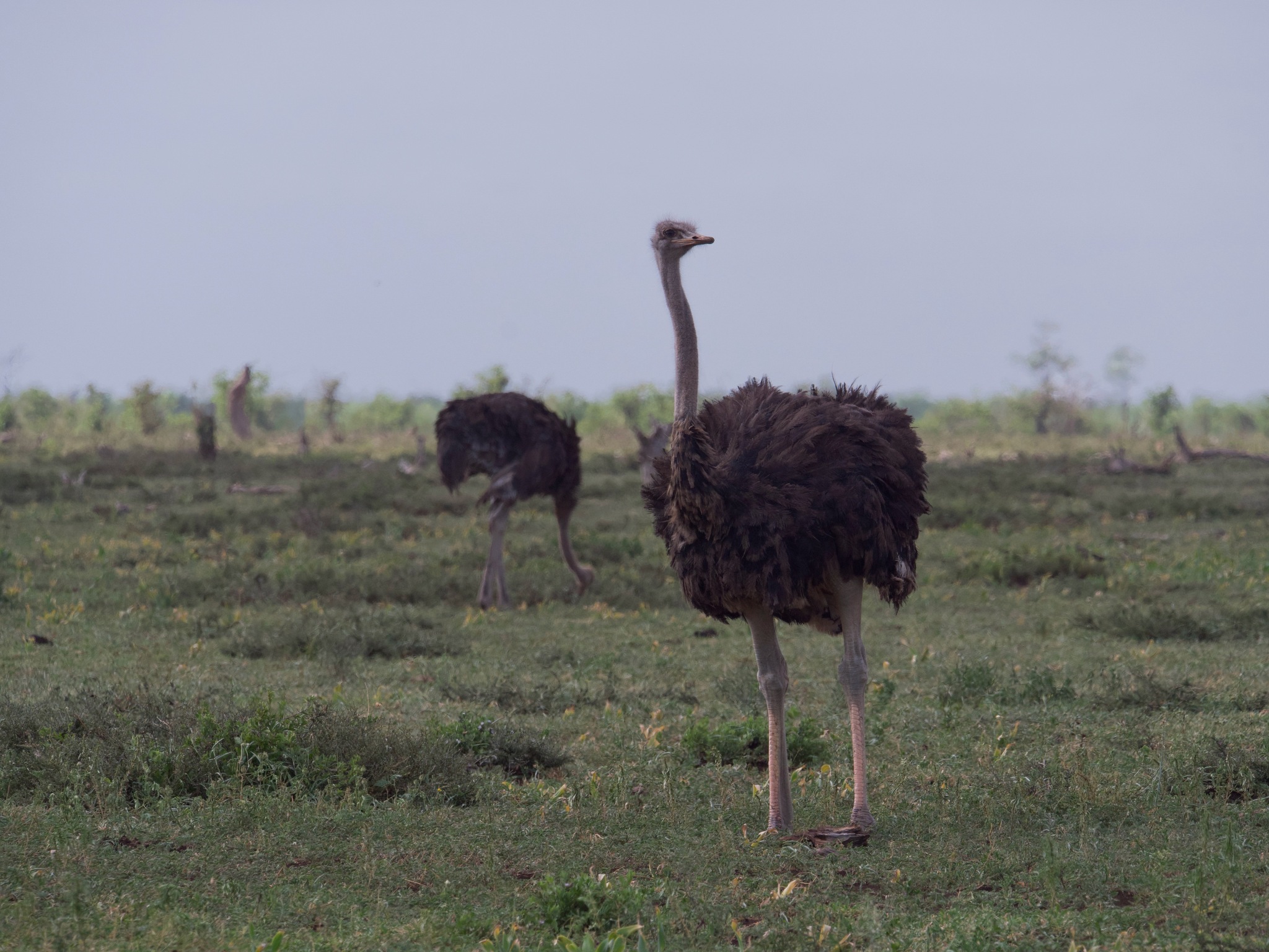 Struthio camelus Linnaeus, 1758