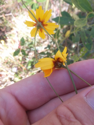 Image of Coreopsis linifolia by (c) Will McFarland, some rights reserved (CC BY)