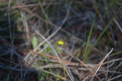 Utricularia juncea